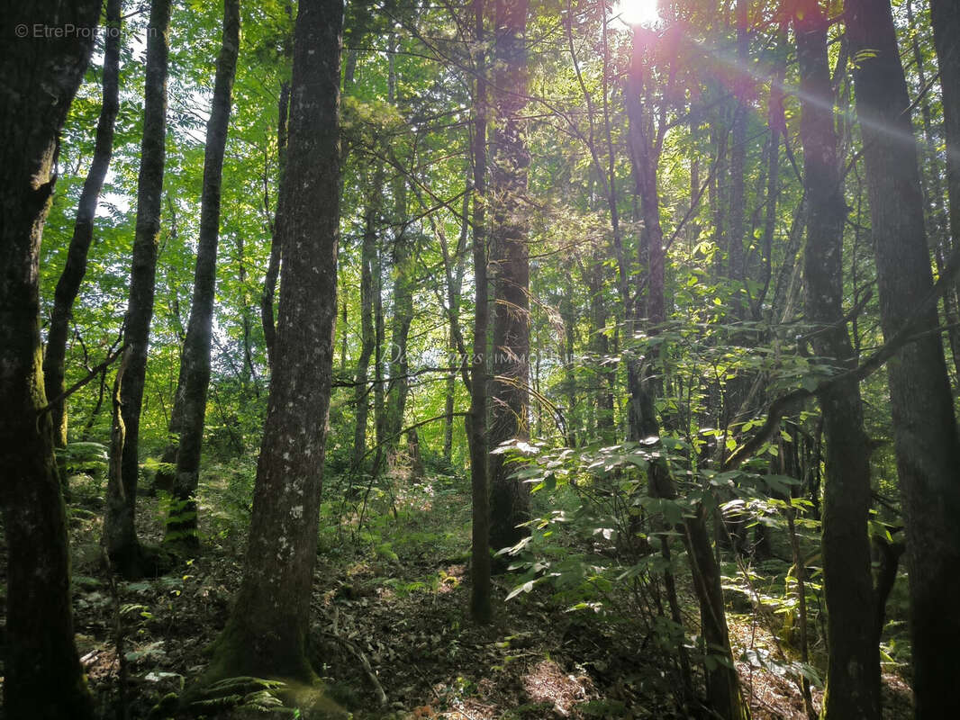 Terrain à SAINT-YRIEIX-LA-PERCHE