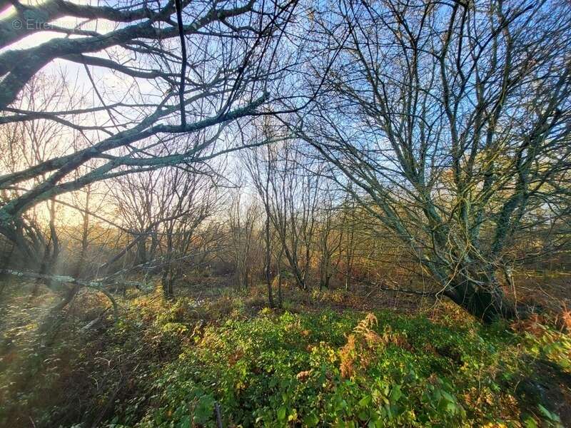 Terrain à TELGRUC-SUR-MER