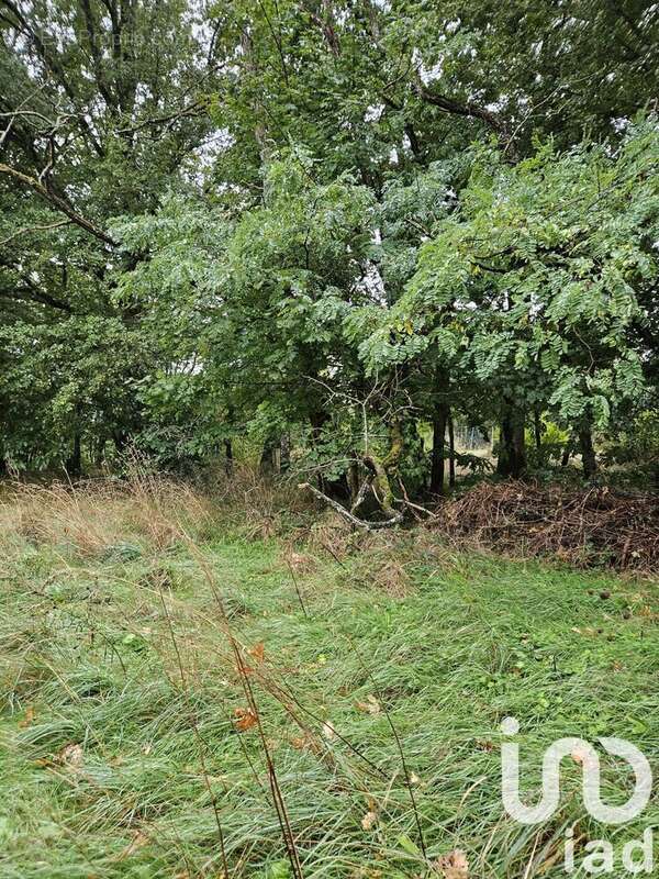 Photo 5 - Terrain à VILLENEUVE-SUR-YONNE