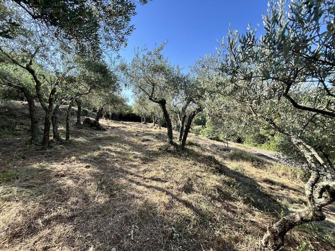 Olivette à Monoblet - photo 8