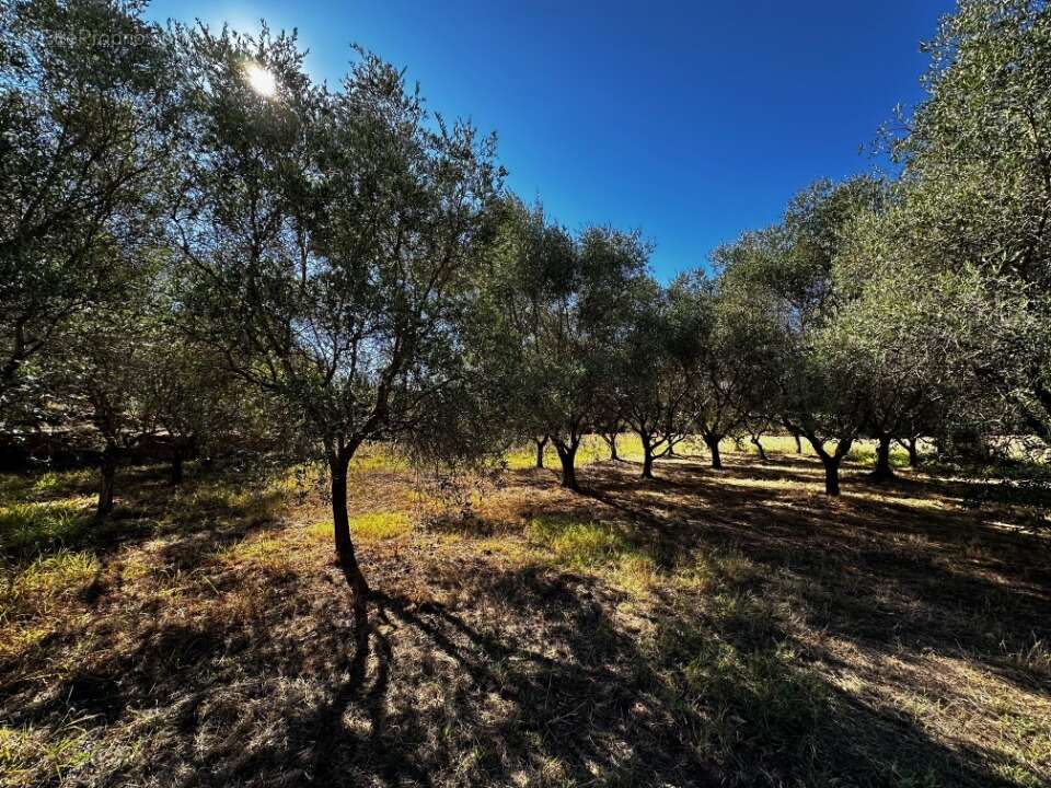 Terrain à PUGET-SUR-ARGENS