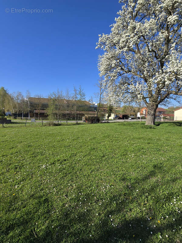 Terrain à ESCHENTZWILLER