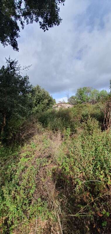 Terrain à PETRETO-BICCHISANO