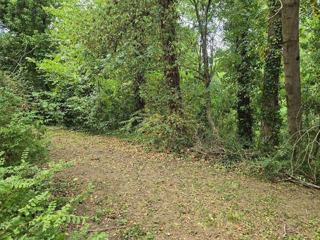 Terrain Palaiseau 853m² - possibilité création maison 140m² environ - photo 11