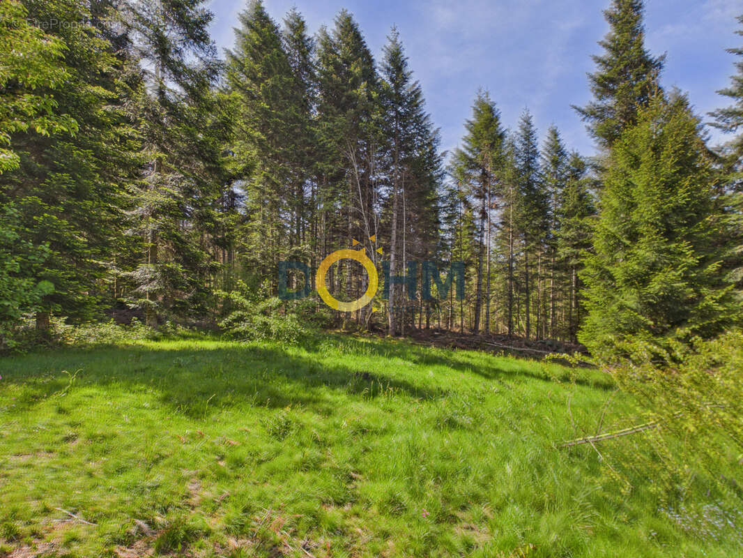Chalet sur 7819 m2 de terrain + possibilite 15130 m2 en plus  . 155 m2 habitables - photo 20