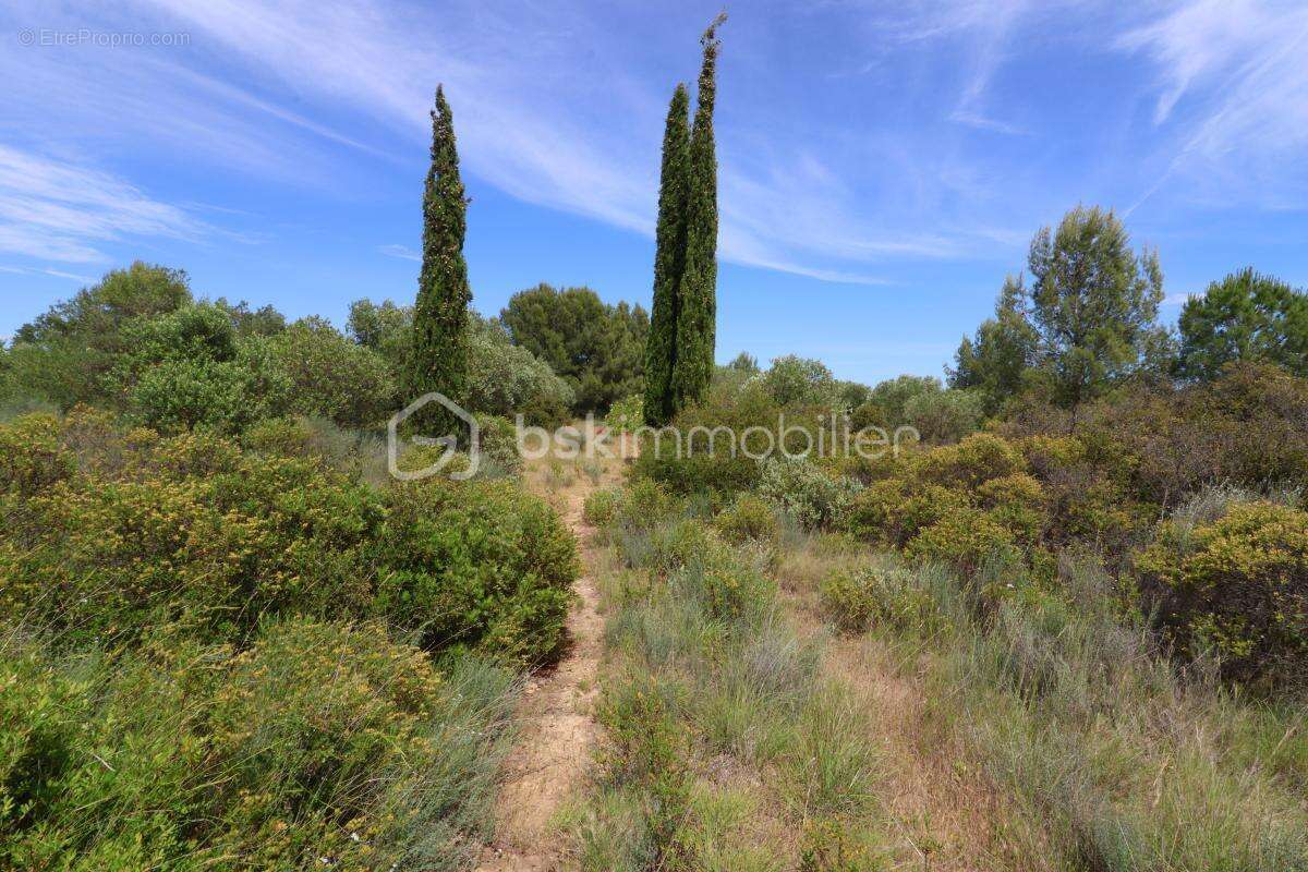 Oliveraie de plus d'1,5 hectare à Villeveyrac - photo 4