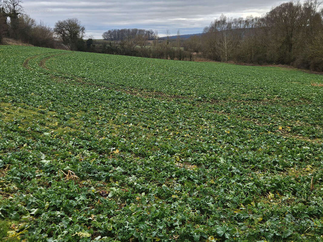 Terrain à FERRIERES