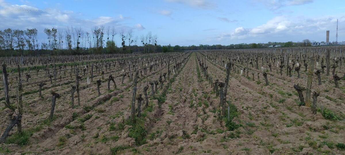 Photo 1 - Terrain à SAVIGNY-EN-VERON