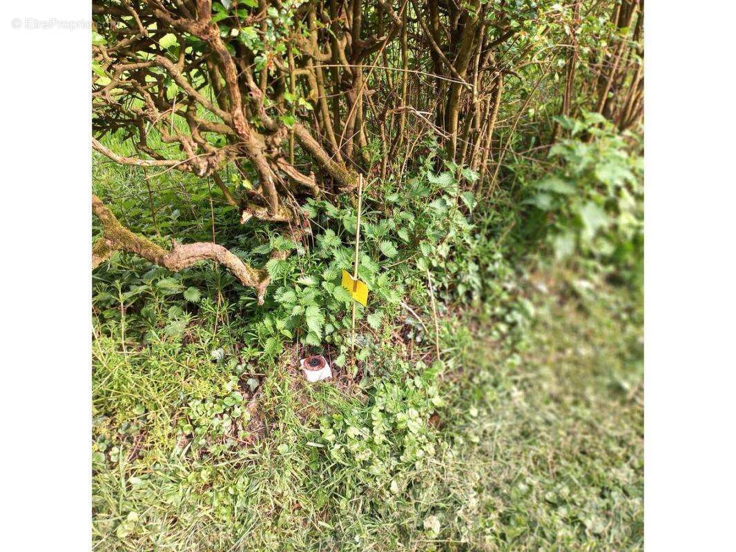 Terrain à RUISSEAUVILLE