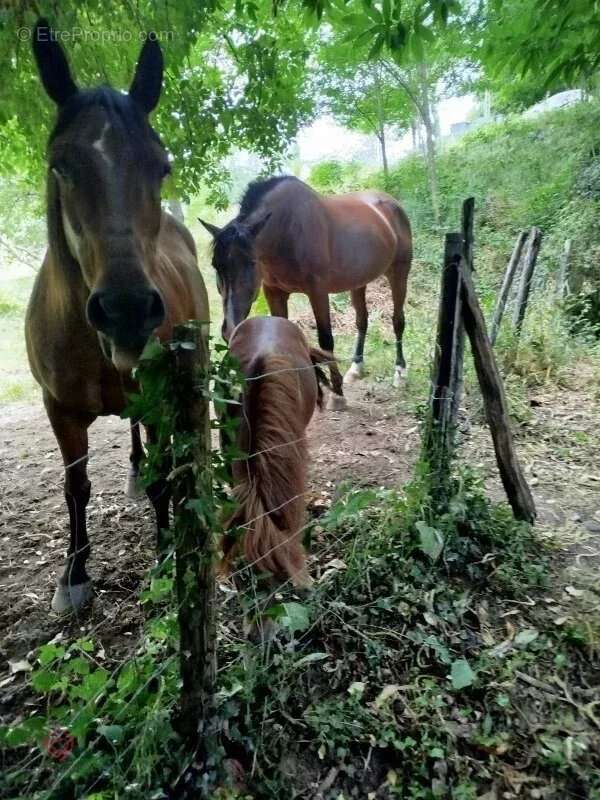 Maison à SAINT-PIERRE-DE-RIVIERE