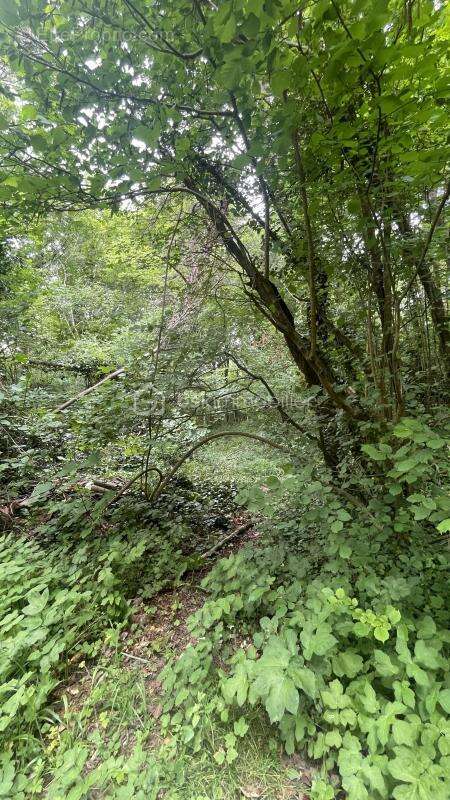 Terrain à ULLY-SAINT-GEORGES