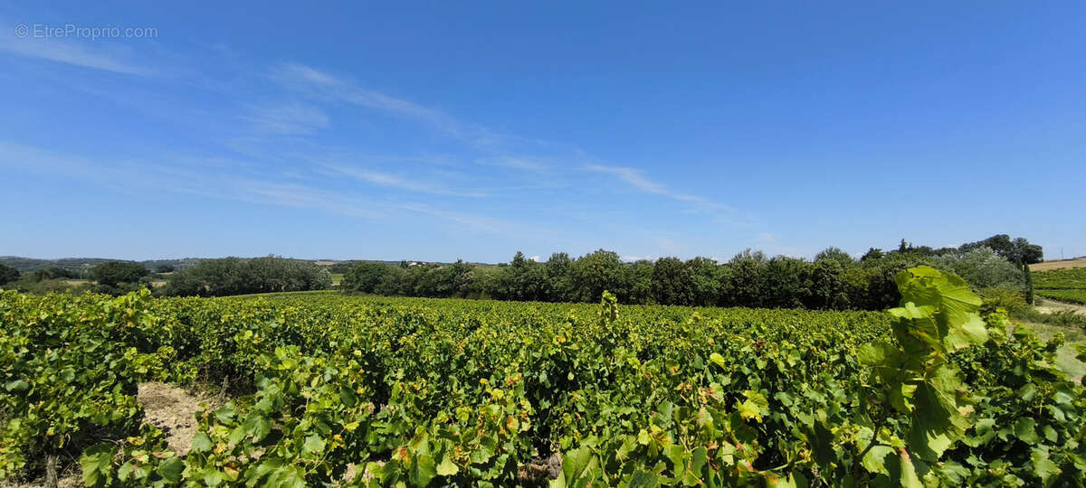 Maison et domaine viticole sur 57 hectares - vignes en aop - photo 12