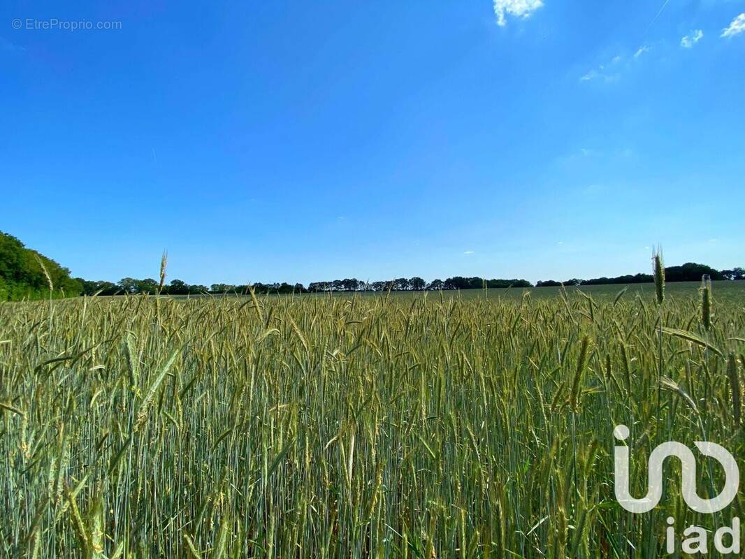 Photo 1 - Terrain à SAINT-MARTIN-L'ARS