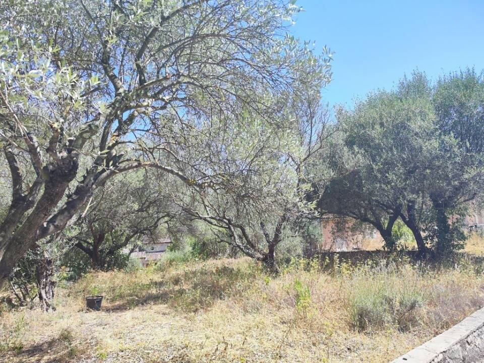 Terrain à PIGNANS