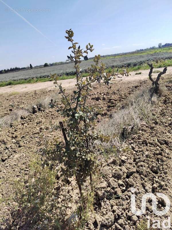 Photo 6 - Terrain à SAINTE-CECILE-LES-VIGNES