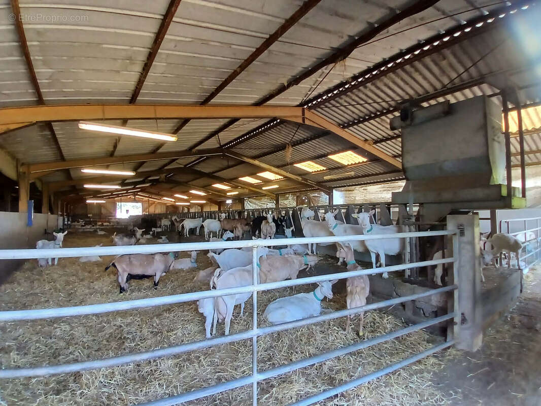 Exploitation caprine avec transformation fromagère, vente directe et maison d'habitation   19,33 ha   Indre - photo 8