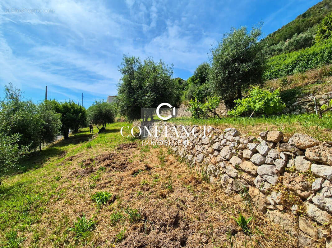 Terrain 1715 m² à Chateauneuf-Villevieille  - photo 8