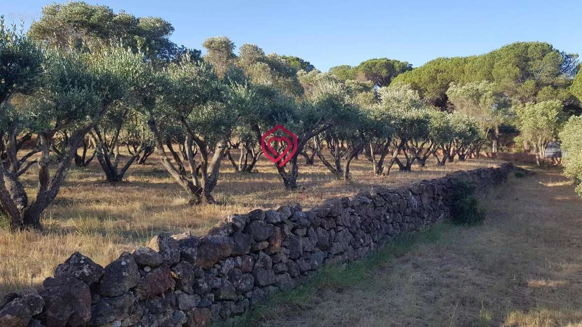 Propriété de campagne avec piscine, maison d'amis et oliveraie au cœur des Corbières - photo 21