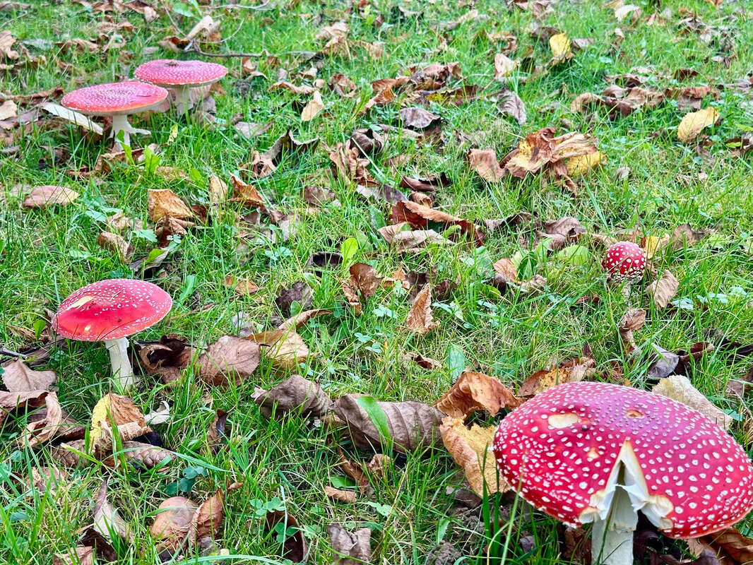 Maison à LUXEUIL-LES-BAINS