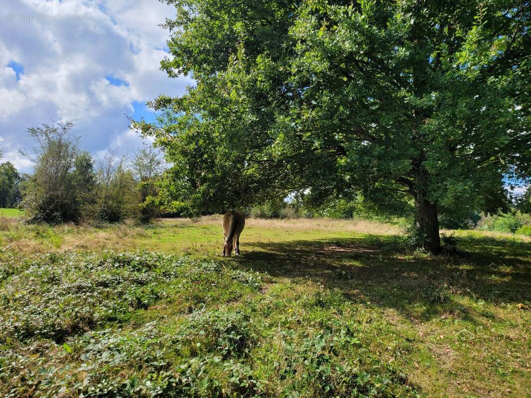 Maison à SAINT-YRIEIX-LA-PERCHE