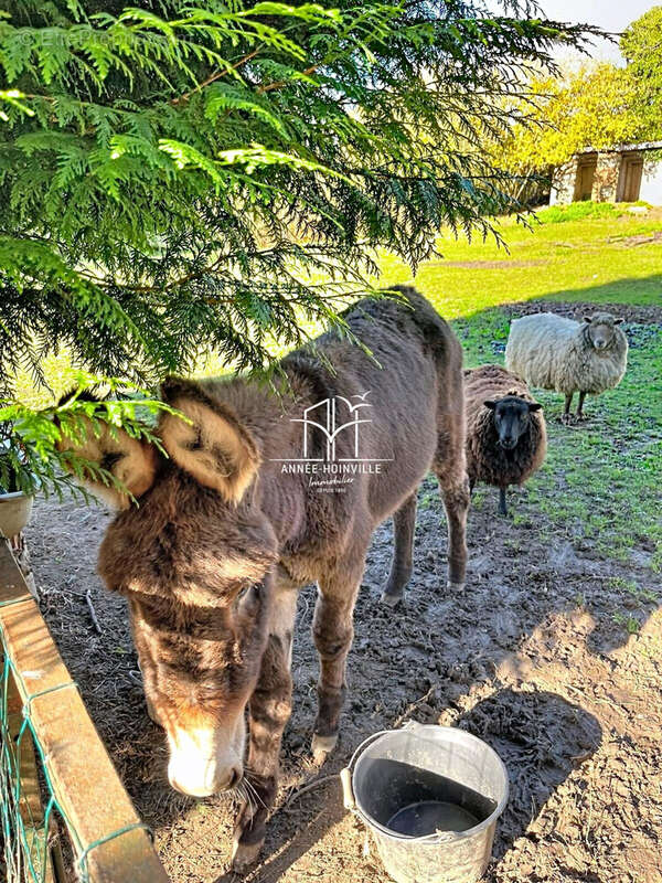 Maison à SAINT-MARTIN-AUX-CHARTRAINS