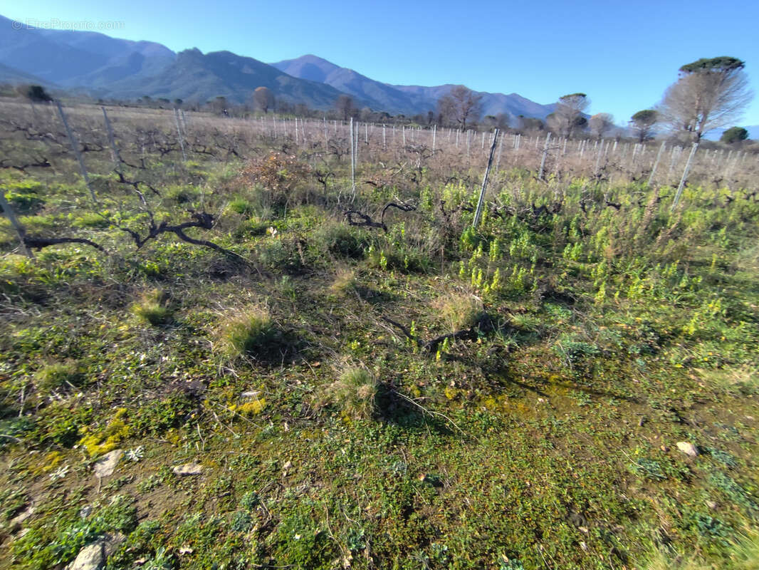 Terrain à SAINT-ANDRE