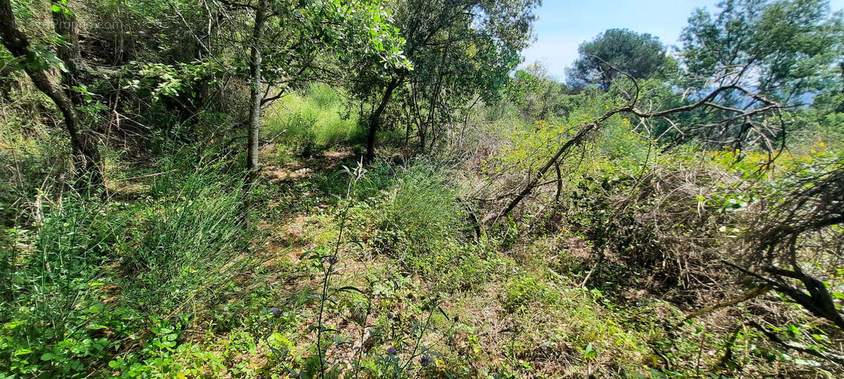 Terrain à REYNES