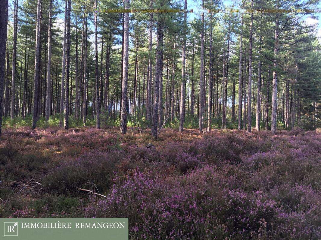 Maison à NOUAN-LE-FUZELIER