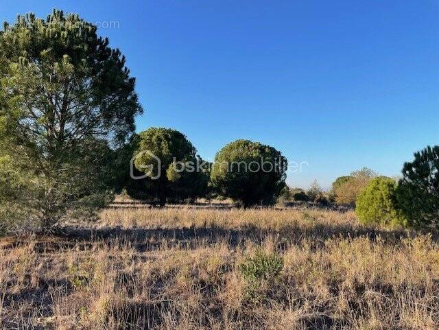 Terrain à CABESTANY