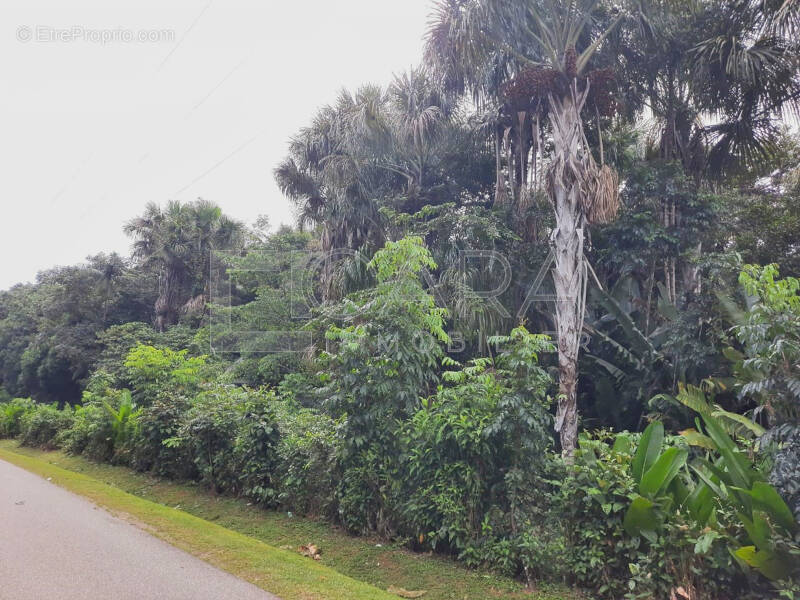 1_lzn - Terrain à MATOURY