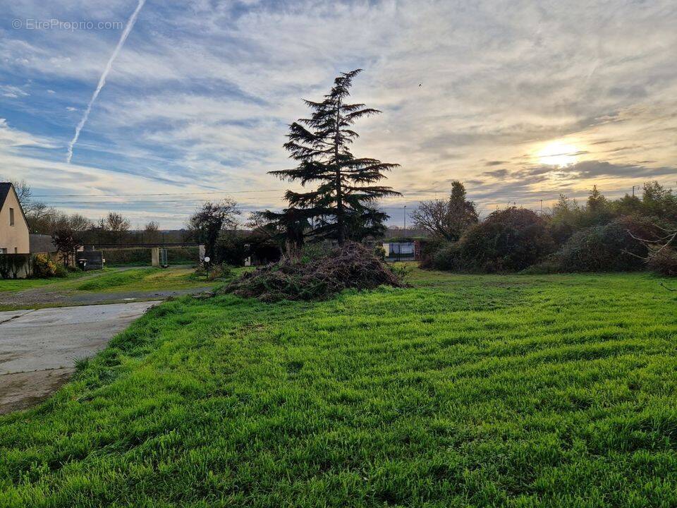 Terrain à CHAMPTOCE-SUR-LOIRE