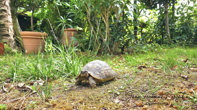 Maison de Maître à vendre 6 pièces SAINT THOMAS (31) - photo 44