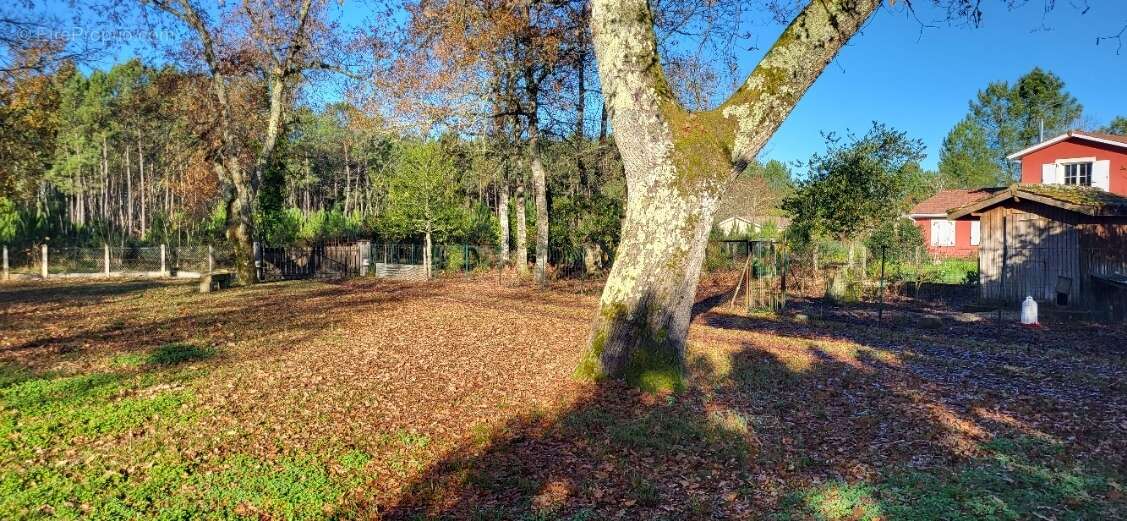 Photo-2024/120641-1-2 - Terrain à LE BARP