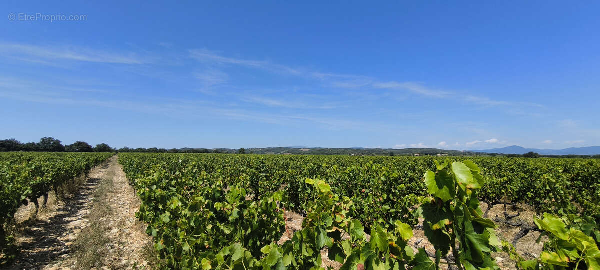 Maison et domaine viticole sur 57 hectares - vignes en aop - photo 23