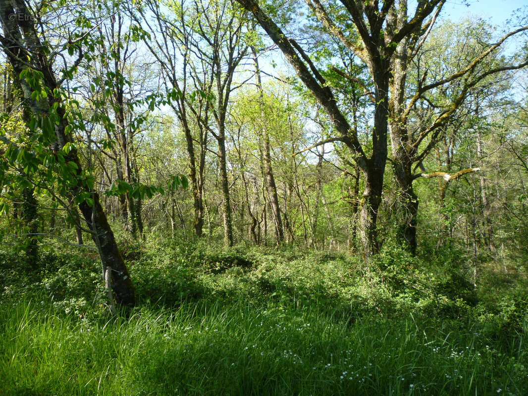 Parcelle de bois en campagne - monsempron libos - photo 3