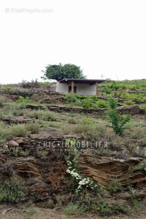 Terrain à COLLIOURE