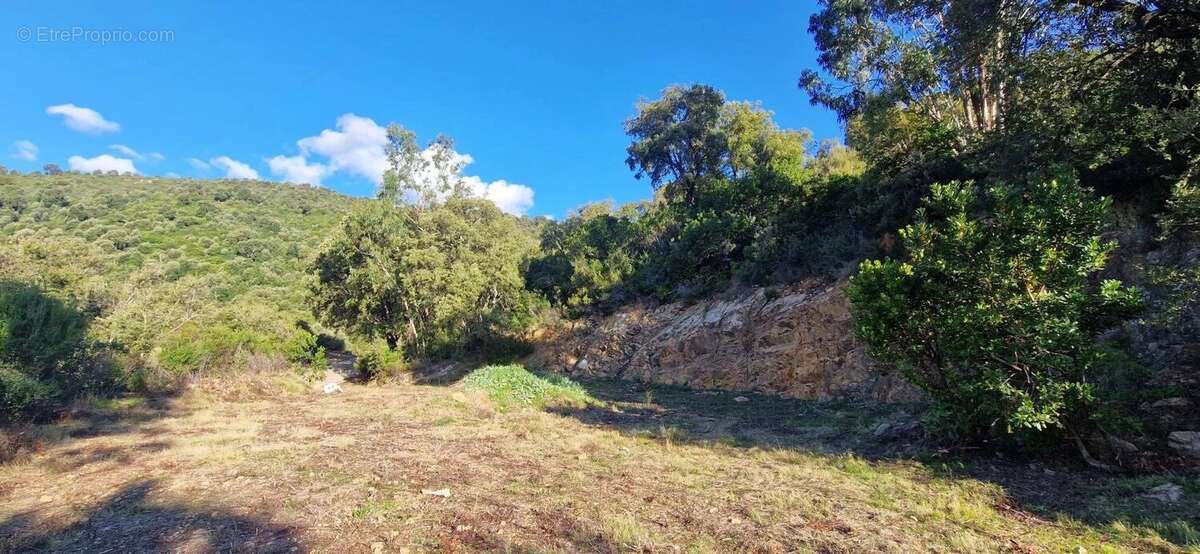 Terrain à SARROLA-CARCOPINO