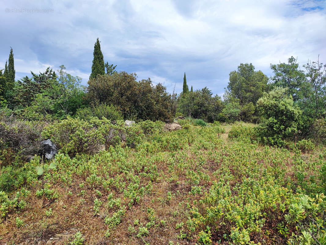 Terrain à FELINES-MINERVOIS