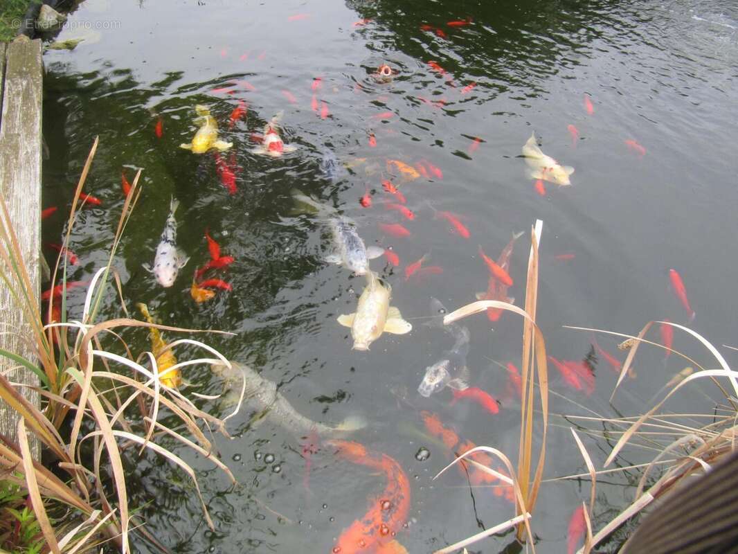 Photo 7 - Maison à BONGHEAT