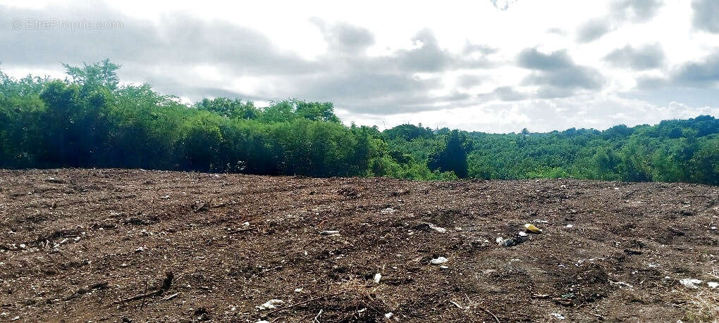 Terrain à LE MOULE