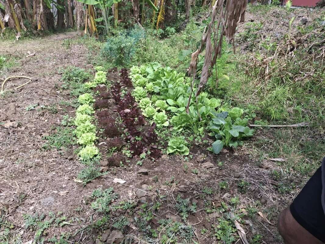 Maison à SAINT-PIERRE