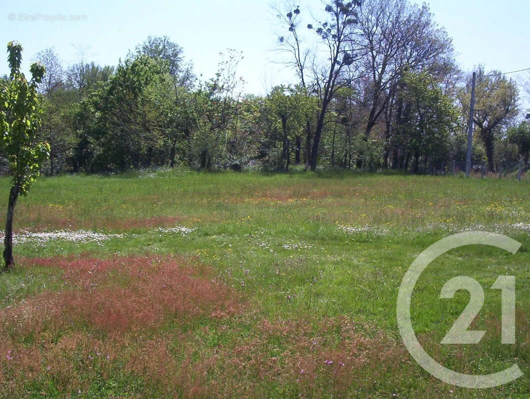 Terrain 850 m² à Montans  - photo 4