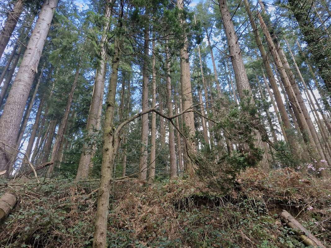 Terrain à TORIGNI-SUR-VIRE