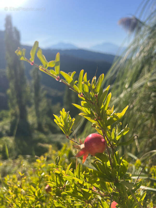 Maison à CASTELLO-DI-ROSTINO