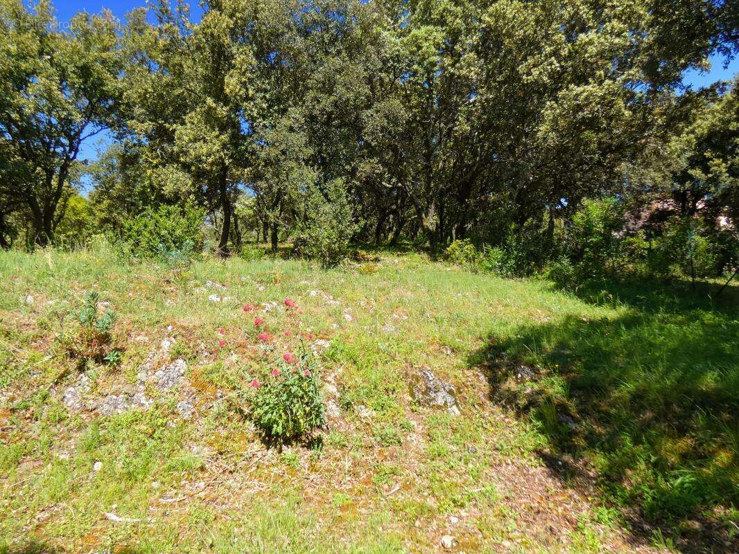 Terrain À Vendre 3867 m2 arboré - photo 5