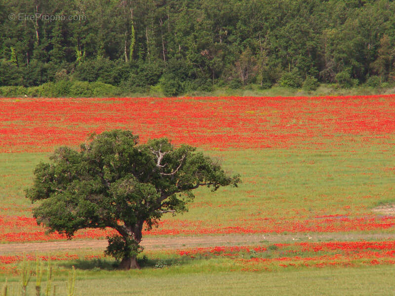 Commerce à MOUSTIERS-SAINTE-MARIE