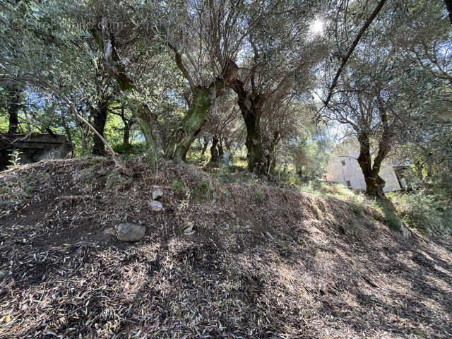 Terrain à MENTON