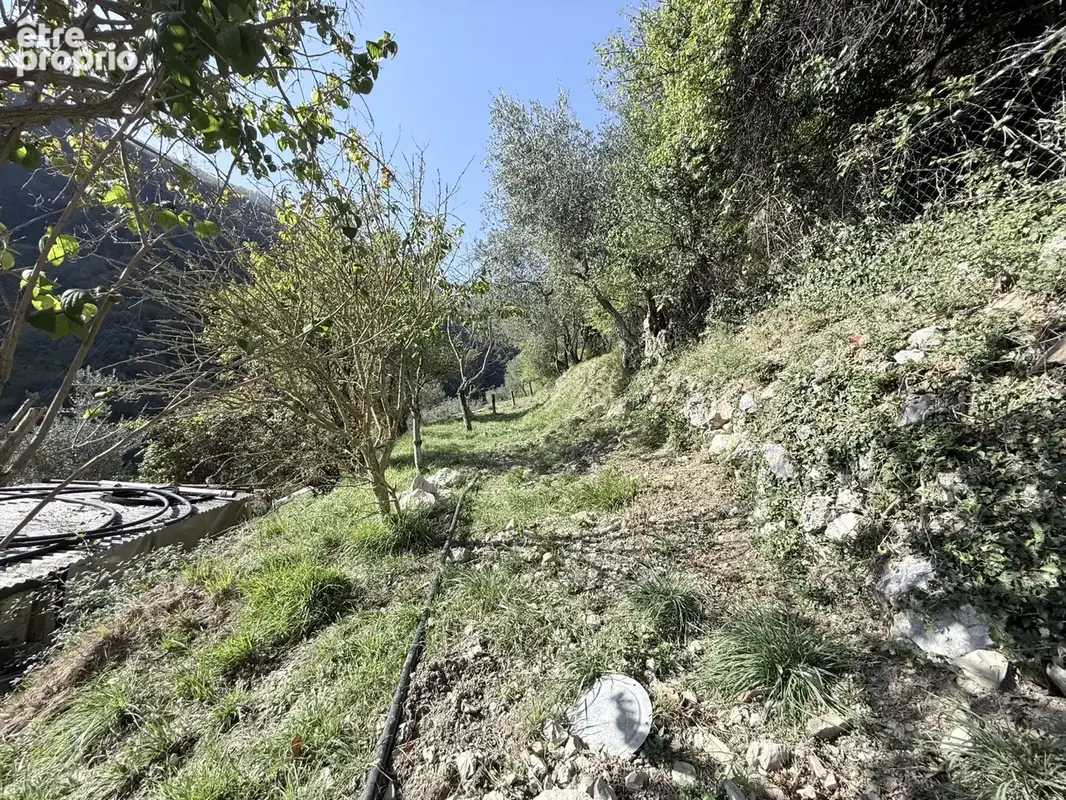 Vaste propriété de plus d’un hectare, entre oliviers centenaires et arbres fruitiers - photo 25