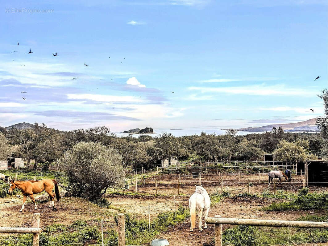 Ste lucie de porto vecchio : vente de 5 villas de 2500m2 sur terrain de luxe - photo 2