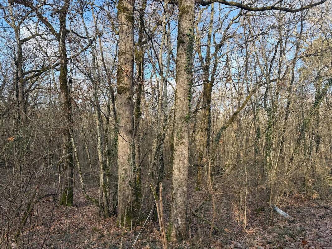 Photo 1 - Terrain à PUJOLS